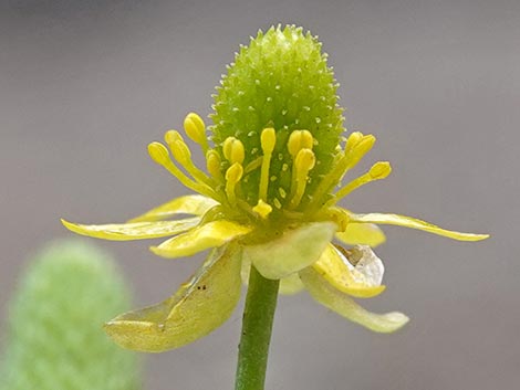 Alkali Buttercup (Ranunculus cymbalaria)