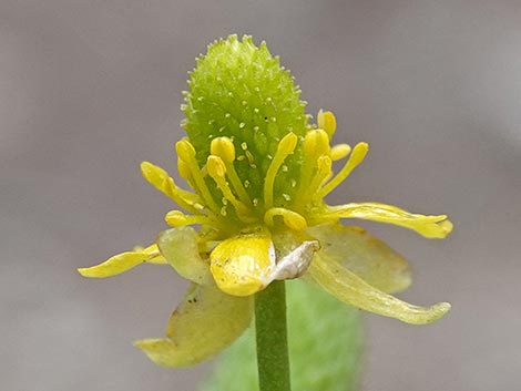 Alkali Buttercup (Ranunculus cymbalaria)