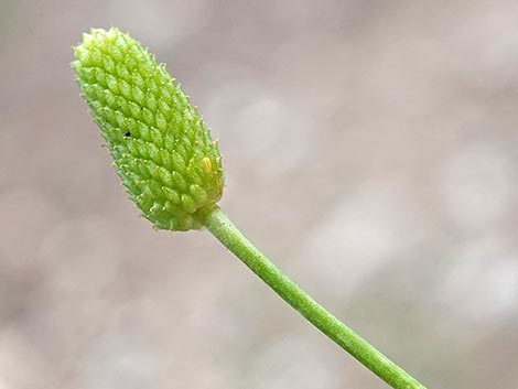 Alkali Buttercup (Ranunculus cymbalaria)