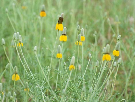 Upright Prairie Coneflower (Ratibida columnifera)