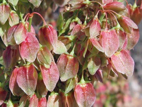 Wild Rhubarb (Rumex hymenosepalus)