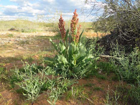 Wild Rhubarb (Rumex hymenosepalus)