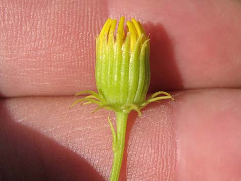 Smooth Threadleaf Ragwort (Senecio flaccidus var. monoensis)