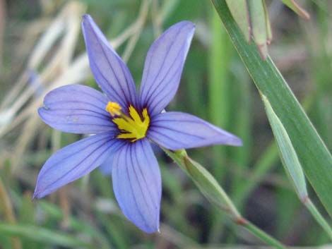 Stiff Blue-eyed Grass (Sisyrinchium demissum)