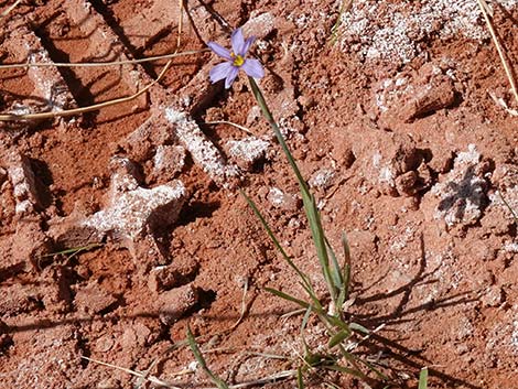 Stiff Blue-eyed Grass (Sisyrinchium demissum)