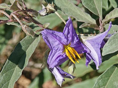 Silverleaf Nightshade (Solanum elaeagnifolium)