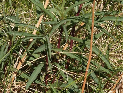 Nevada Goldenrod (Solidago spectabilis var spectabilis)