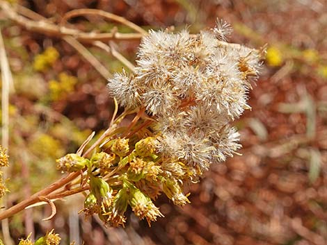 Nevada Goldenrod (Solidago spectabilis var spectabilis)