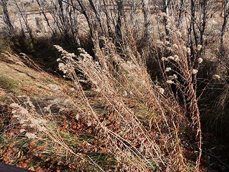 Nevada Goldenrod (Solidago spectabilis var spectabilis)