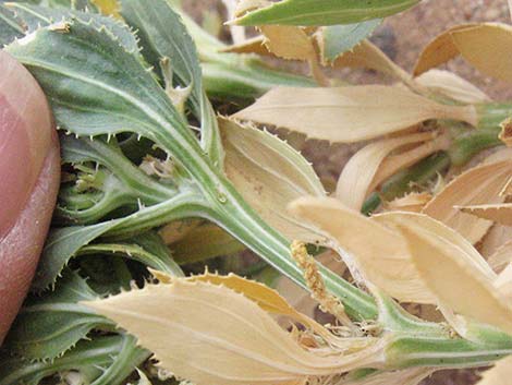 Annual Stillingia (Stillingia spinulosa)