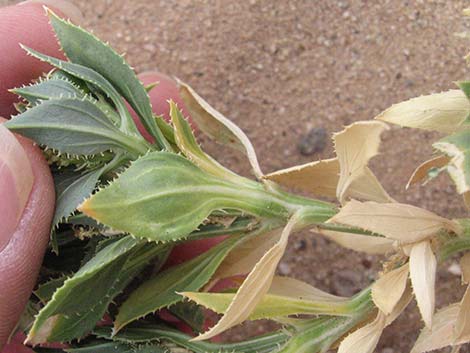 Annual Stillingia (Stillingia spinulosa)