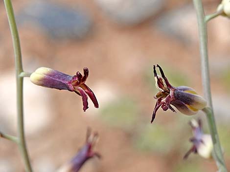 Heartleaf Twistflower (Streptanthus cordatus)