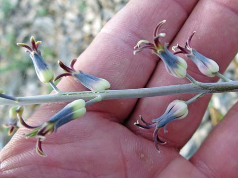 Heartleaf Twistflower (Streptanthus cordatus)