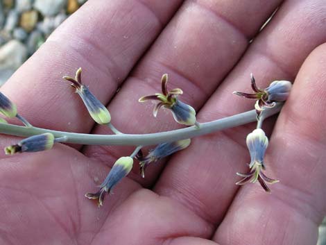 Heartleaf Twistflower (Streptanthus cordatus)