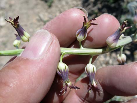 Heartleaf Twistflower (Streptanthus cordatus)