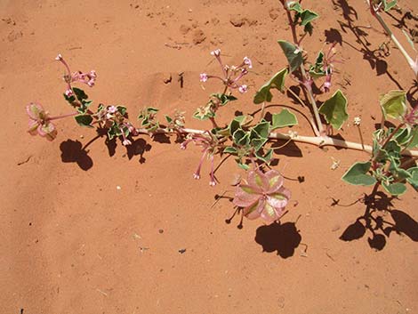 Smallflower Sandverbena (Tripterocalyx micranthus)