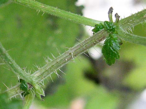 Stinging Nettle (Urtica dioica spp. holosericea)