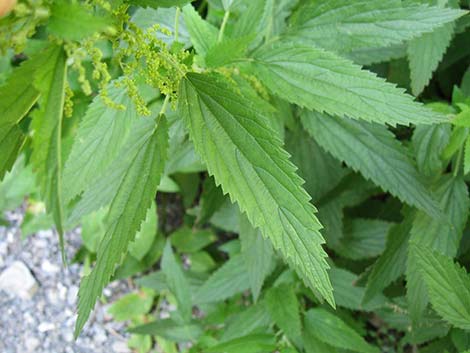 Stinging Nettle (Urtica dioica spp. holosericea)