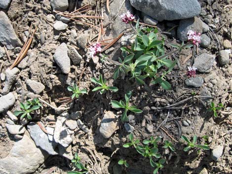 Coville's Dwarf Sand Verbena (Abronia nana var. covillei)