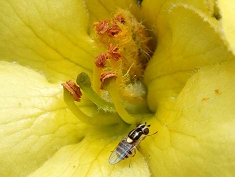 Common Mullein (Verbascum thapsus)