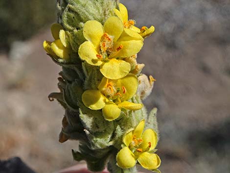 Common Mullein (Verbascum thapsus)