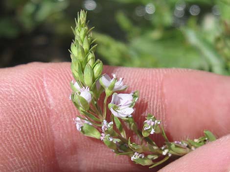 Water Speedwell (Veronica anagallis-aquatica)