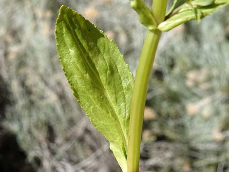 Water Speedwell (Veronica anagallis-aquatica)