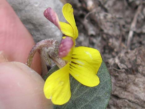 Charleston Mountain Violet (Viola charlestonensis)