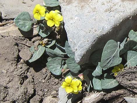 Charleston Mountain Violet (Viola charlestonensis)