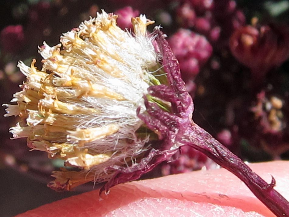 Unidentified Aster