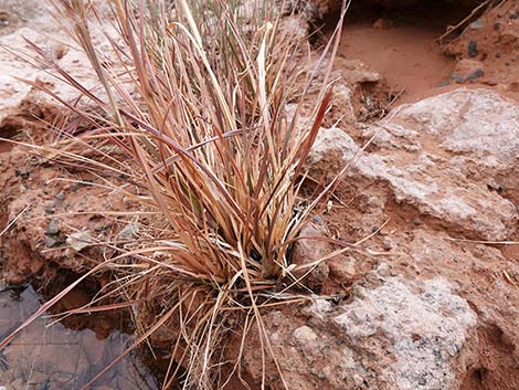 Southwestern Bushy Bluestem (Andropogon eremicus)