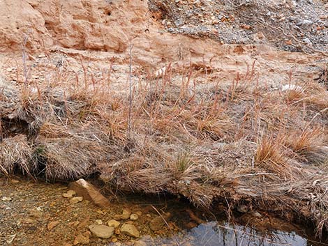 Southwestern Bushy Bluestem (Andropogon eremicus)