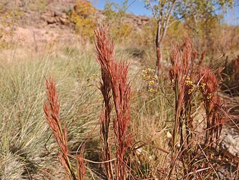 Southwestern Bushy Bluestem (Andropogon eremicus)