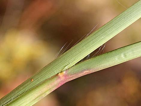 Southwestern Bushy Bluestem (Andropogon eremicus)