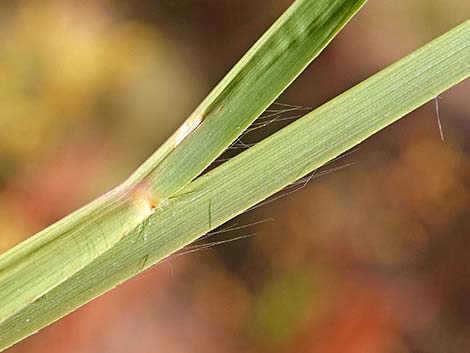 Southwestern Bushy Bluestem (Andropogon eremicus)