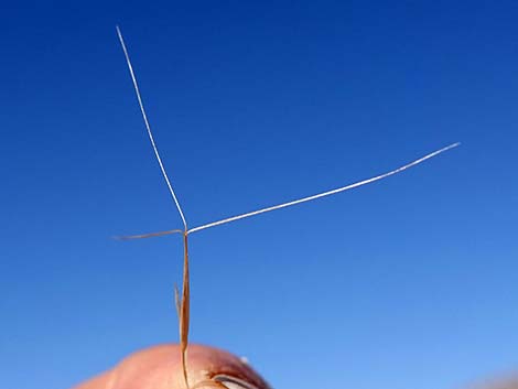 Purple Threeawn (Aristida purpurea)