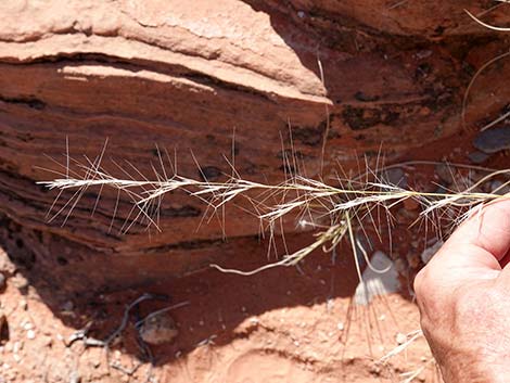 Purple Threeawn (Aristida purpurea)