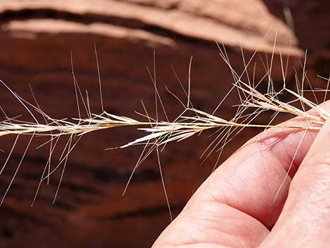 Purple Threeawn (Aristida purpurea)