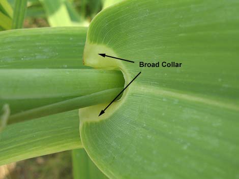 Giant Reed (Arundo donax)