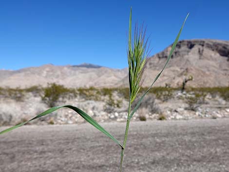 Red Brome Grass (Bromus rubens)