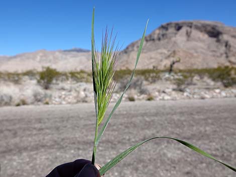 Red Brome Grass (Bromus rubens)