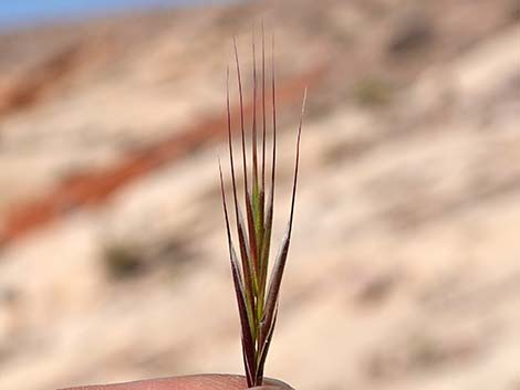 Red Brome Grass (Bromus rubens)