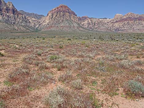 Red Brome Grass (Bromus rubens)