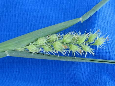 Coastal Sandbur (Cenchrus spinifex)