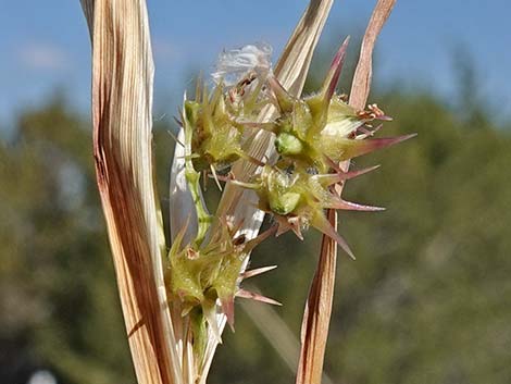 Coastal Sandbur (Cenchrus spinifex)