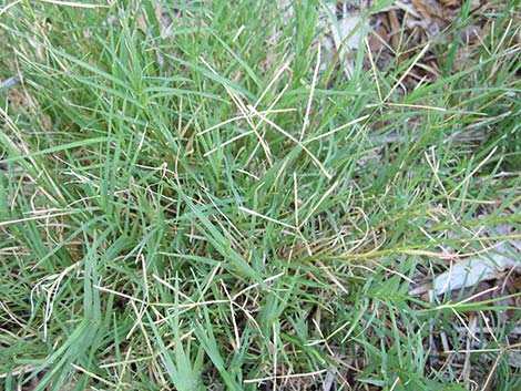 Bermudagrass (Cynodon dactylon)