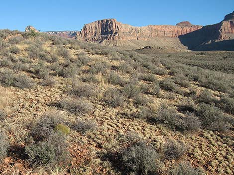 Fluffgrass (Dasyochloa pulchella)