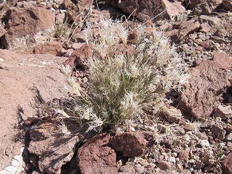 Fluffgrass (Dasyochloa pulchella)