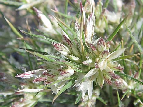 Fluffgrass (Dasyochloa pulchella)