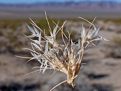 Fluffgrass (Dasyochloa pulchella)